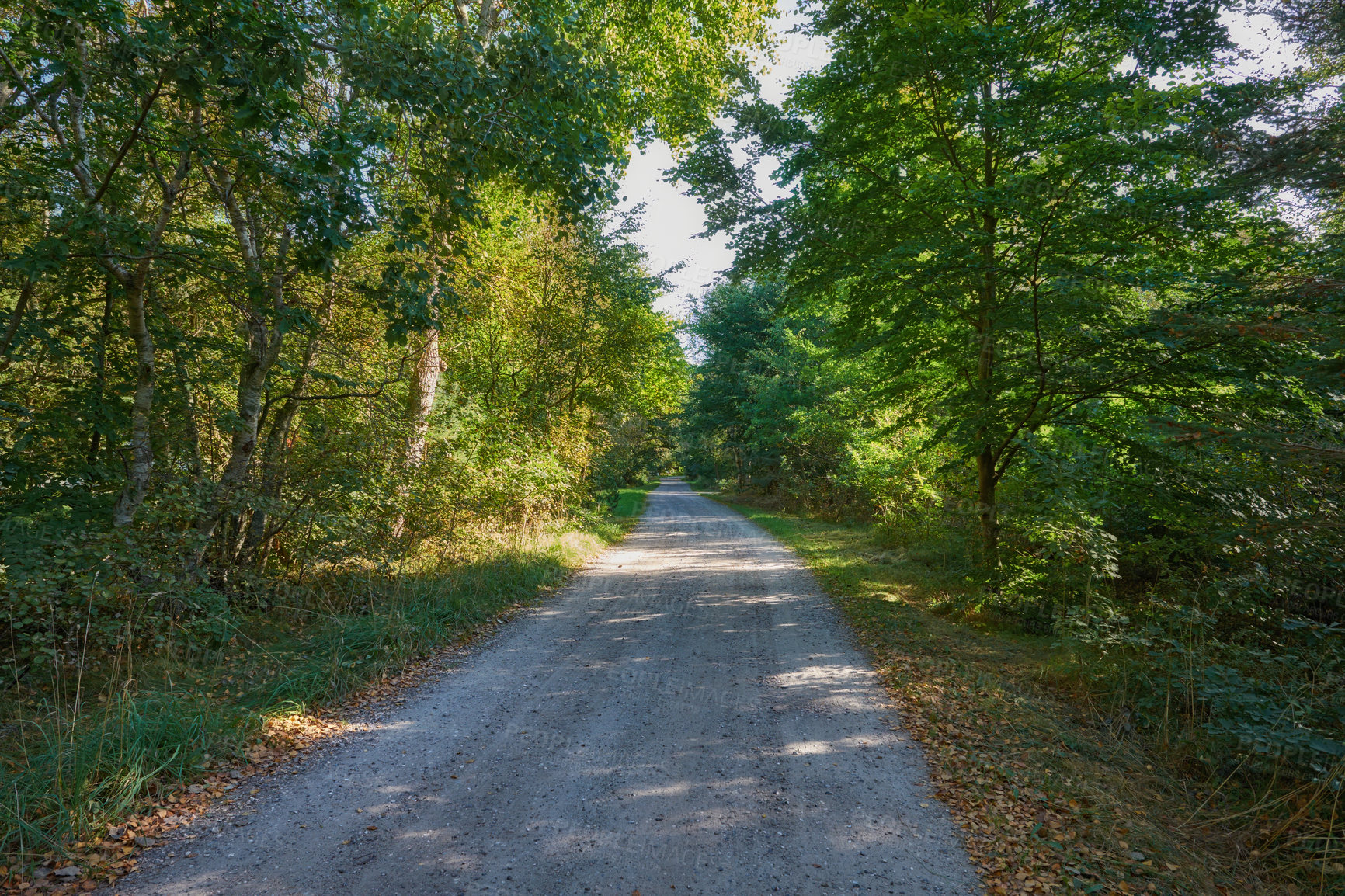 Buy stock photo Road, trees and path in nature forest with greenery and autumn leaves in the outdoor countryside. Landscape view of dirt street or asphalt with natural green tree row on sidewalk of rural environment