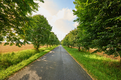 Buy stock photo Asphalt road, trees and path in the countryside for travel, agriculture or natural environment. Landscape of plant growth, greenery or farmland highway and tree row down street in the nature outdoors