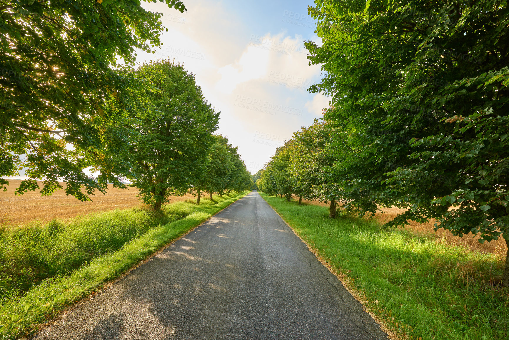 Buy stock photo Asphalt road, trees and path in the countryside for travel, agriculture or natural environment. Landscape of plant growth, greenery or farmland highway and tree row down street in the nature outdoors