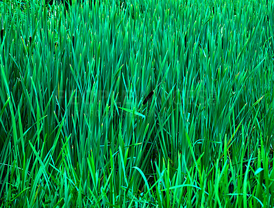 Buy stock photo Bulrush, plants and outdoor in nature, swamp and growth for aquatic flora, sustainability and summer. Marsh, eco friendly or wetland with leaves, foliage or lake in countryside environment in Denmark