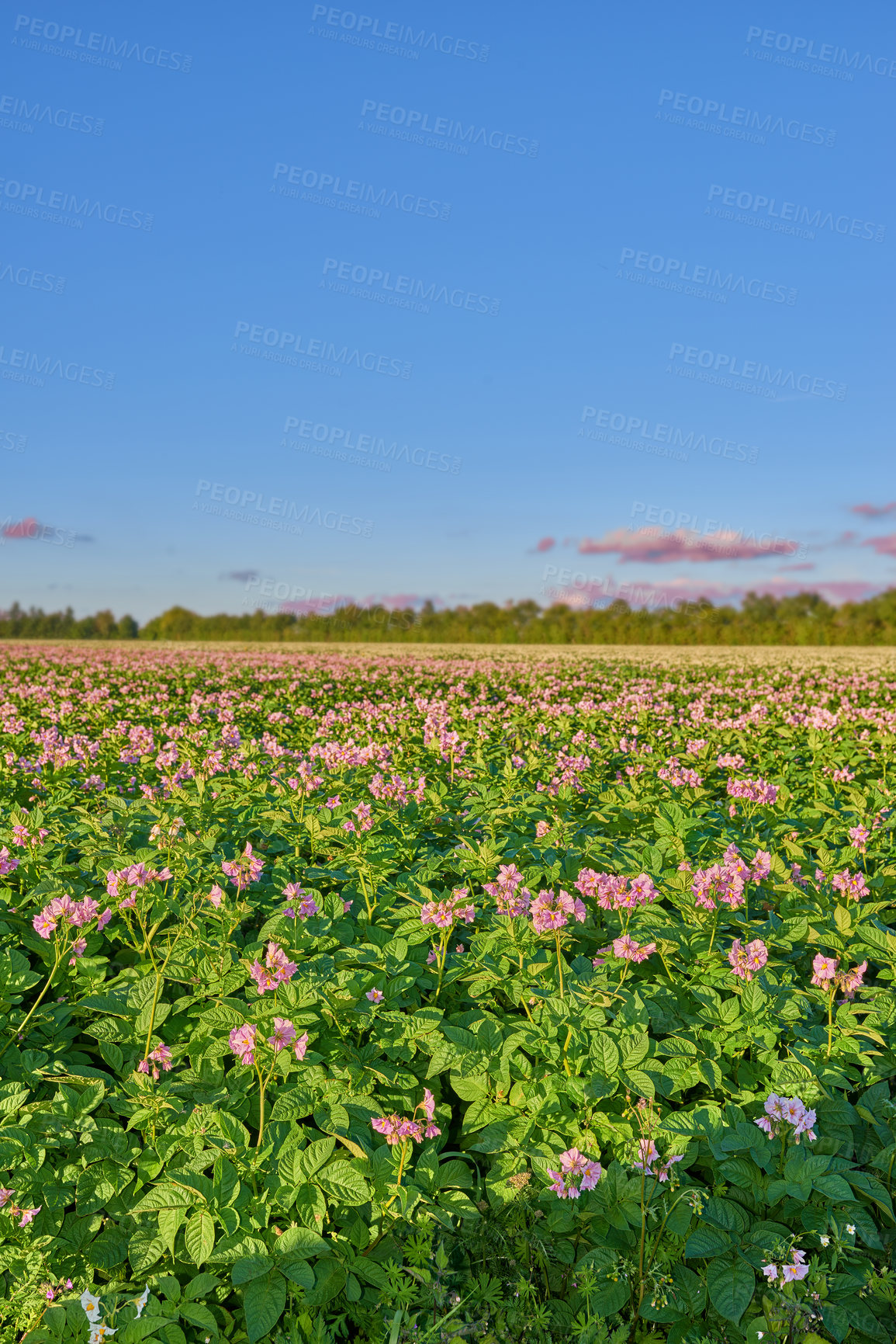 Buy stock photo Nature, landscape and color of flowers, garden and growth of plants with pollution, blossom or scenery. Outdoor, sustainability and eco friendly for environment, organic and sprout of Peony in France