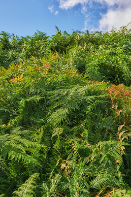 Buy stock photo Hard ferns, bush and outdoor in nature, forest and countryside with growth, color and flora in summer. Plants, landscape and foliage in woods with sustainability, leaves and environment in Denmark