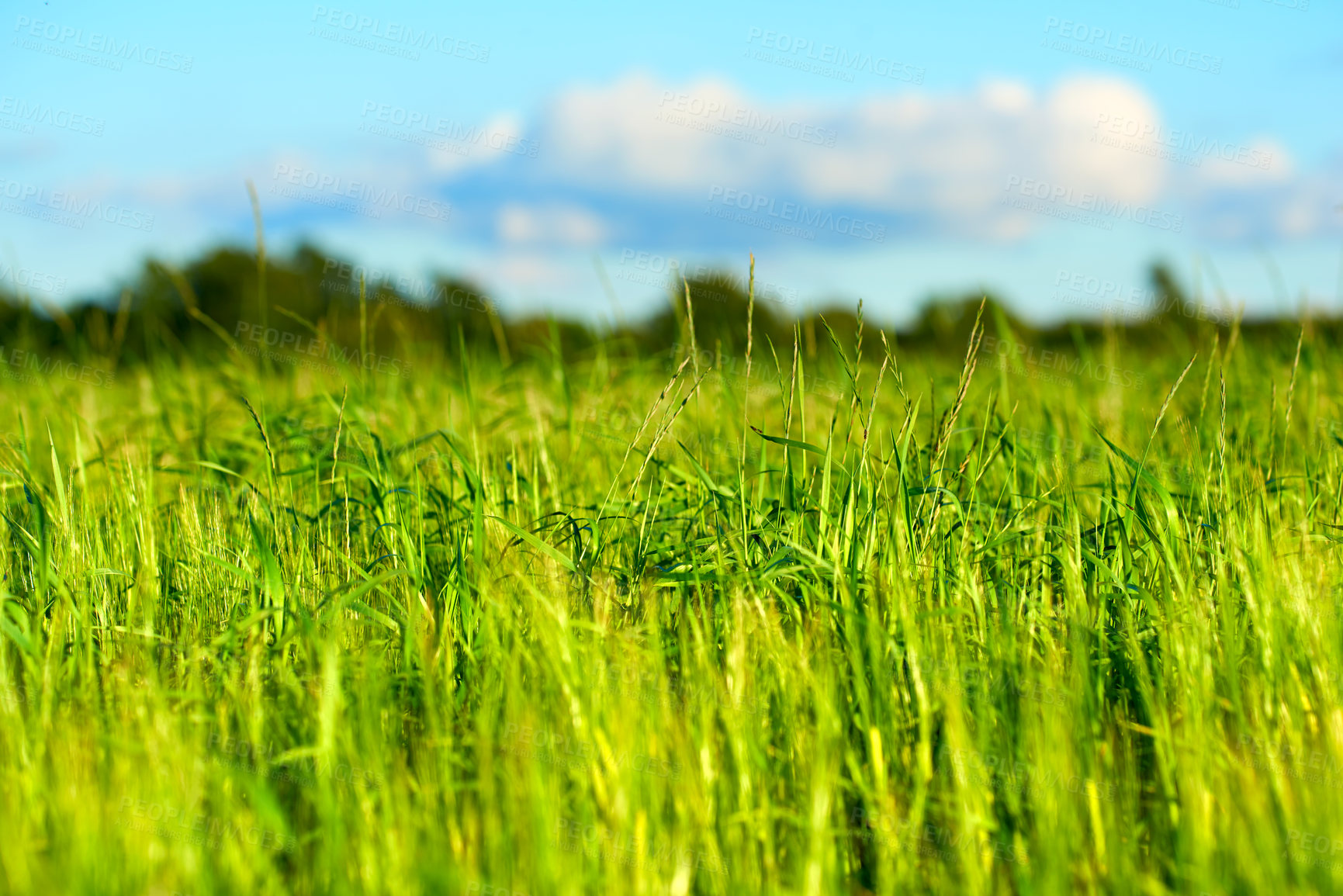 Buy stock photo Wheat, field and growth at farm, outdoor and agriculture for food production with organic crops in summer. Landscape, plants and sustainability with farming, development and countryside in Denmark