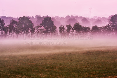 Buy stock photo Forest, grass and landscape with mist, trees and mystery with ecology and winter. Woodland, countryside and natural scenery for ecosystem, sustainable growth or environment conservation in Denmark