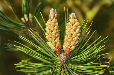 Buy stock photo Pine cones, flowers and pollen in nature outdoor for blooming, floral habitat and reproduction. Plants, coniferous tree and seeds production, wildlife nutrition and sustainable environment in Denmark