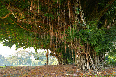 Buy stock photo Images from Oahu - The state of Hawaii.