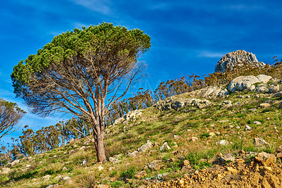 Buy stock photo Panorama of Lions Head, Cape Town, South Africa. Beautiful mountain landscape on a summer day. Scenic view of rocky nature with lush green trees and blue sky background. Peaceful rugged outdoors 