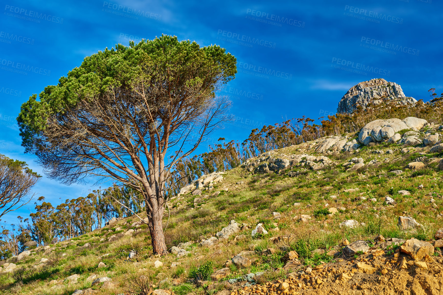 Buy stock photo Panorama of Lions Head, Cape Town, South Africa. Beautiful mountain landscape on a summer day. Scenic view of rocky nature with lush green trees and blue sky background. Peaceful rugged outdoors 