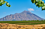 Home of South African wine