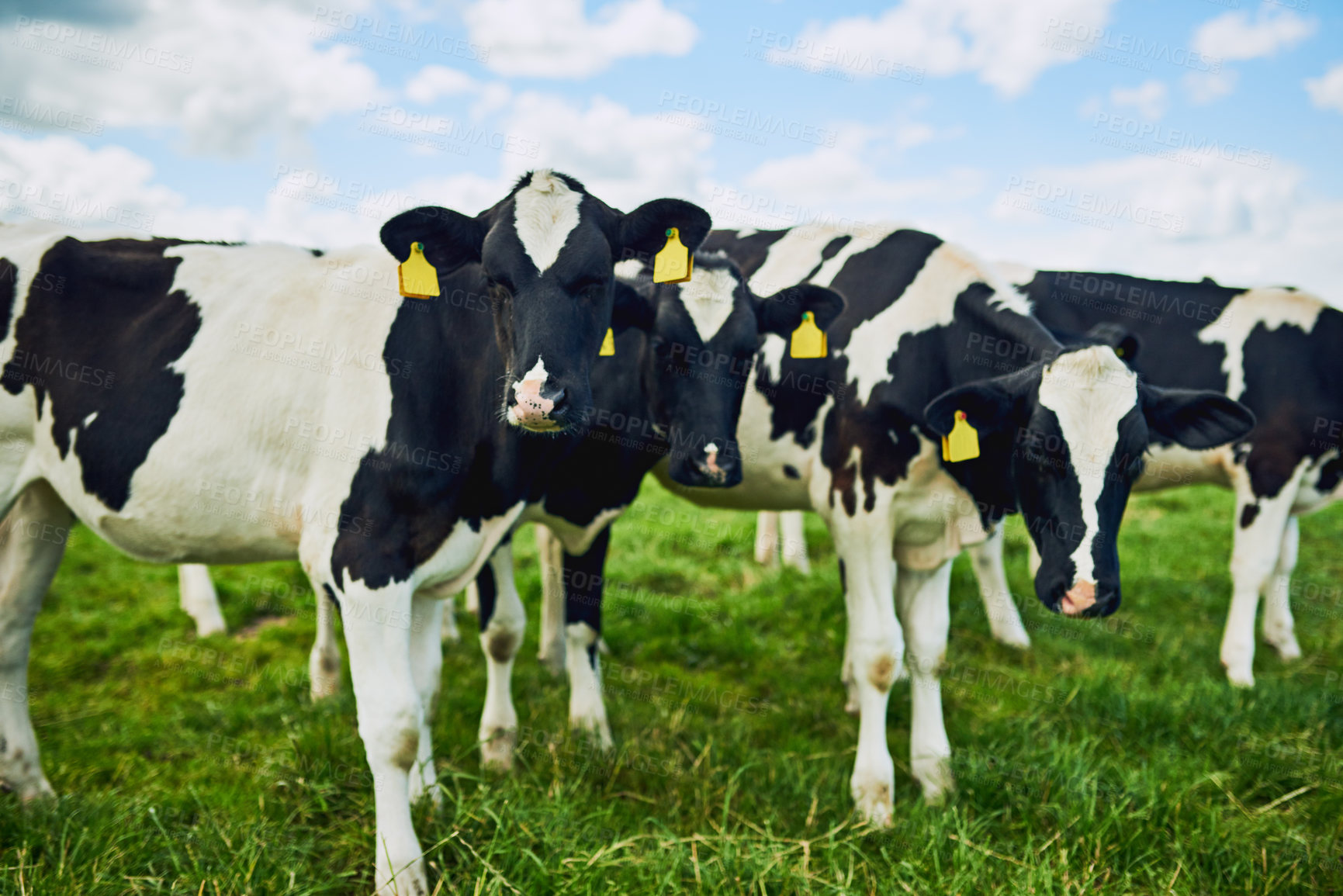 Buy stock photo Portrait, nature and cows on farm for eating, grazing or vegetation for nutrition in sustainable outdoor. Countryside, animals and cattle livestock in group for milk production, agriculture or growth