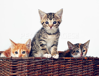 Buy stock photo Studio shot of a basket full of adorable kittens