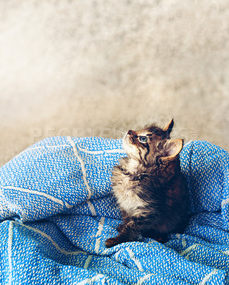 Buy stock photo Cute, pet and cozy with kitten in box for adorable, emotional support and protection. Furry mammal, comfortable and domestic feline with cat and relax for adoption, animal rescue or loyal mockup