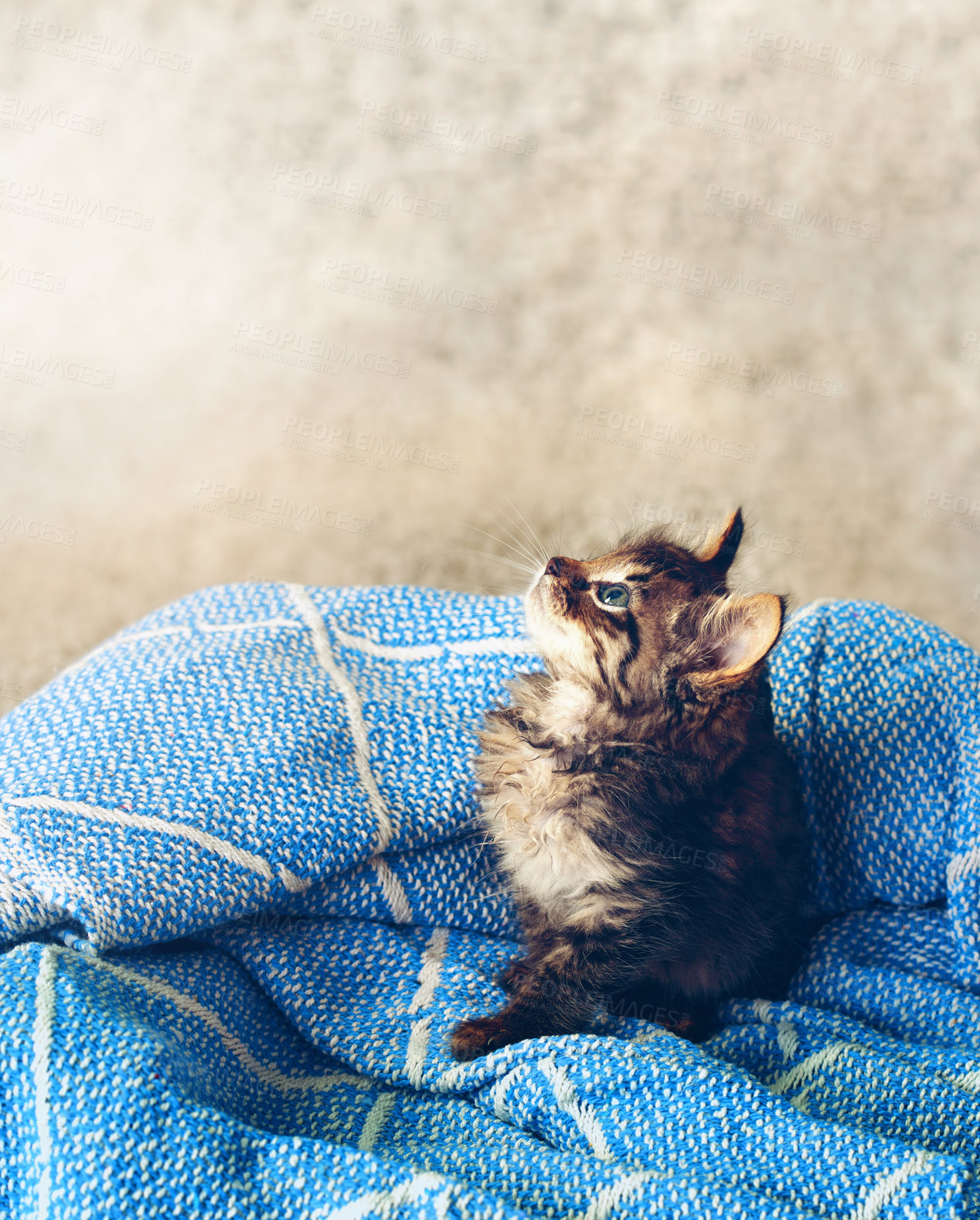 Buy stock photo Cute, pet and cozy with kitten in box for adorable, emotional support and protection. Furry mammal, comfortable and domestic feline with cat and relax for adoption, animal rescue or loyal mockup