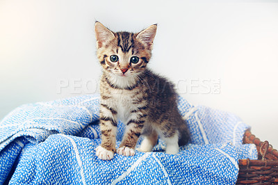 Buy stock photo Pet, little kitten with blanket and in a basket in a white background at home after adoption, foster from shelter. Animal care, indoors  and adorable or cute, young cat isolated on sheet with a bed