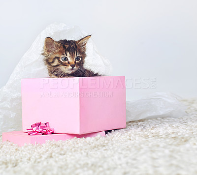 Buy stock photo Studio shot of an adorable tabby kitten sitting in a pink gift box