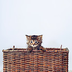 What's cuter than a kitten? A kitten in a basket