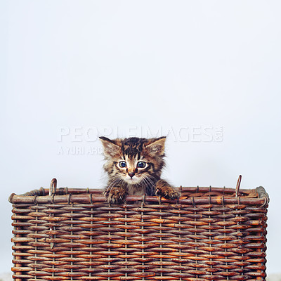 Buy stock photo Studio shot of an adorable tabby kitten sitting in a basket