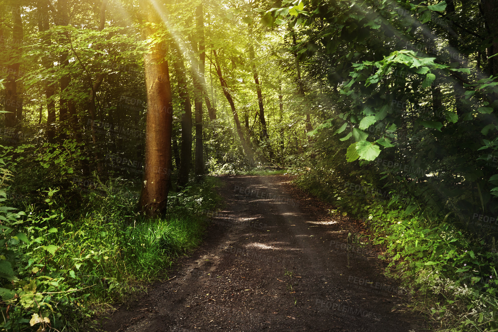 Buy stock photo Still life shot of a forest landscape