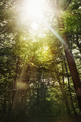 Buy stock photo Still life shot of a forest landscape