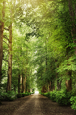 Buy stock photo Still life shot of a forest landscape