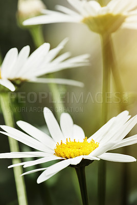 Buy stock photo Still life shot of white daisies in bloom