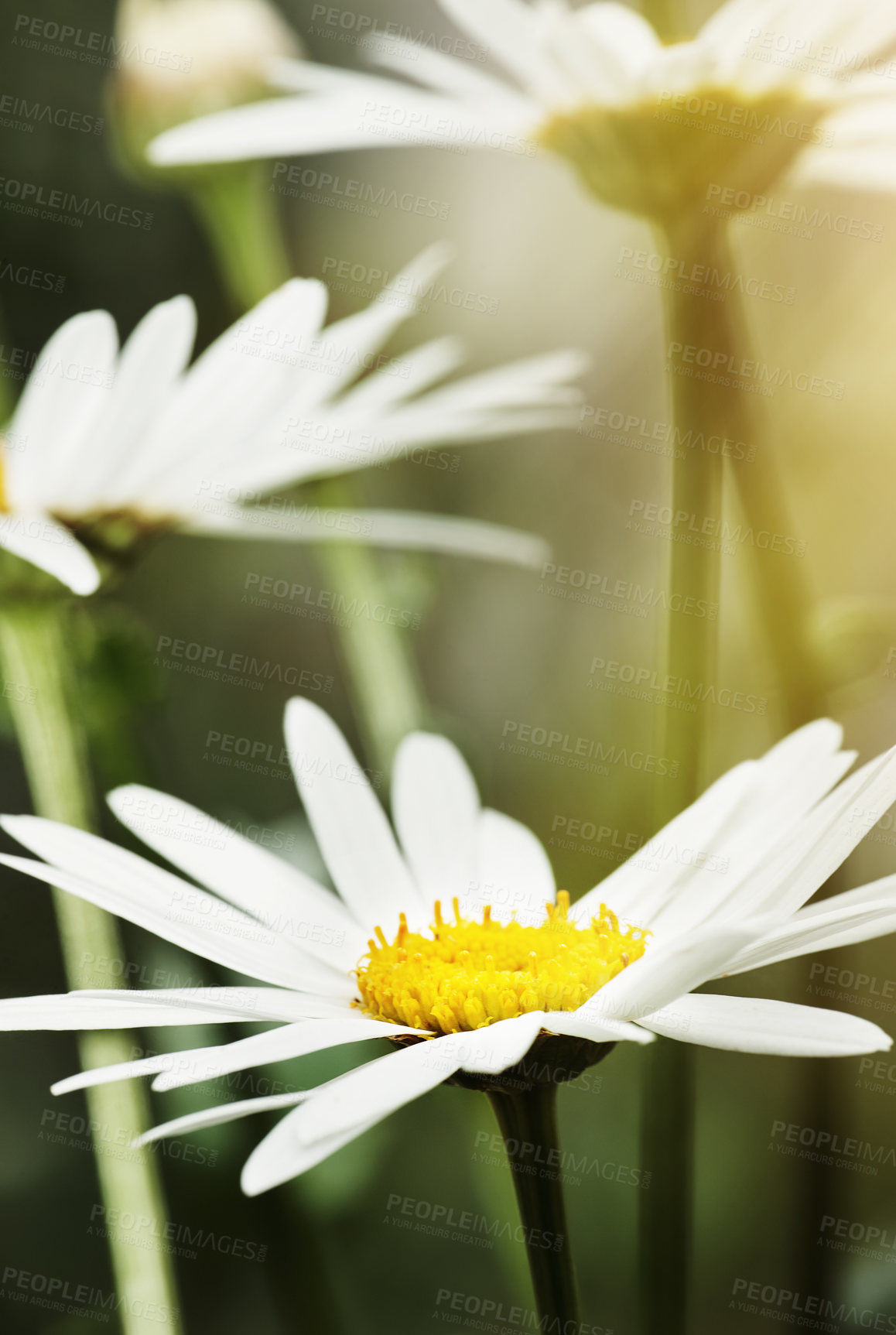 Buy stock photo Still life shot of white daisies in bloom