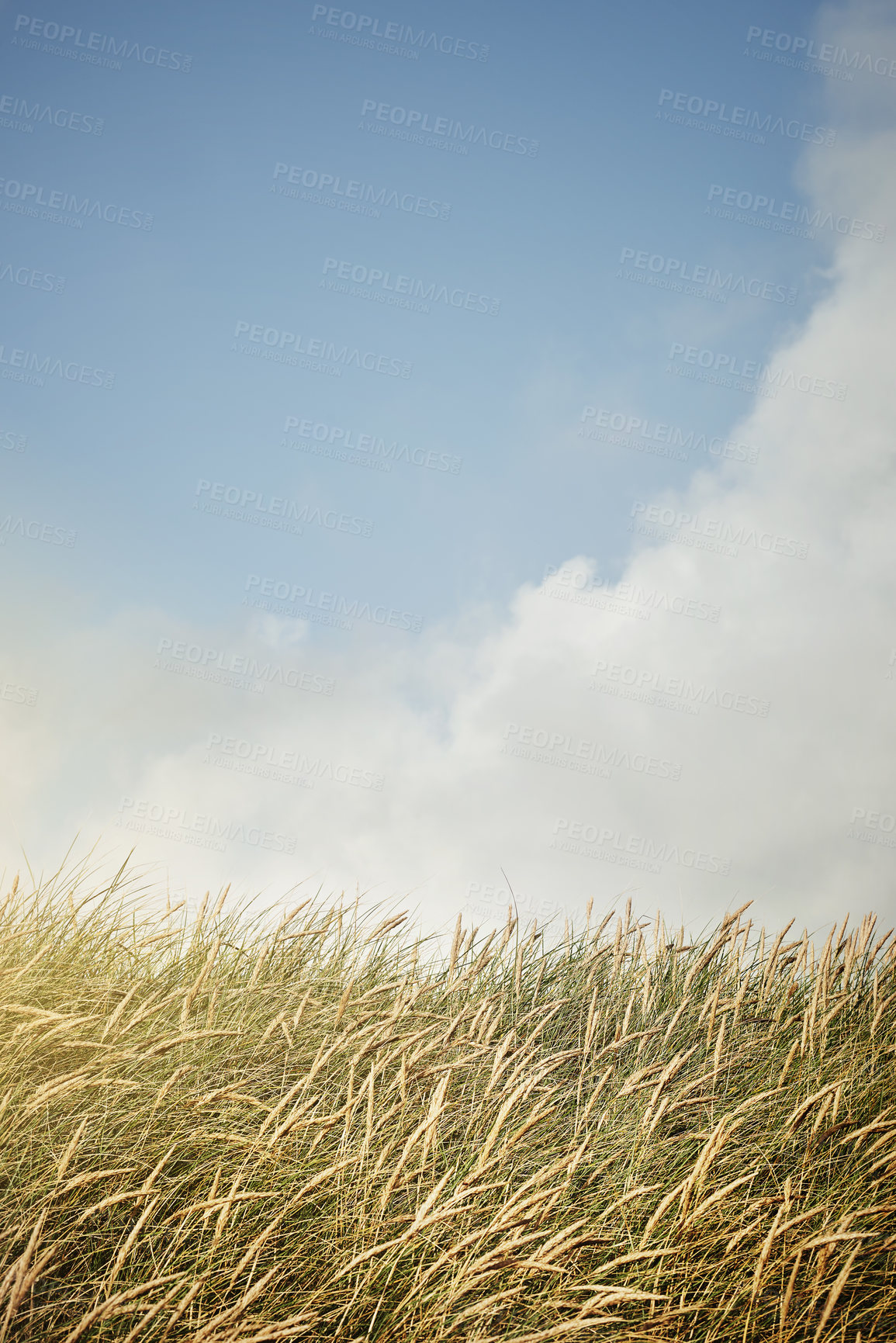 Buy stock photo Still life shot of a wheat field