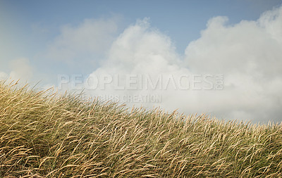 Buy stock photo Still life shot of a wheat field