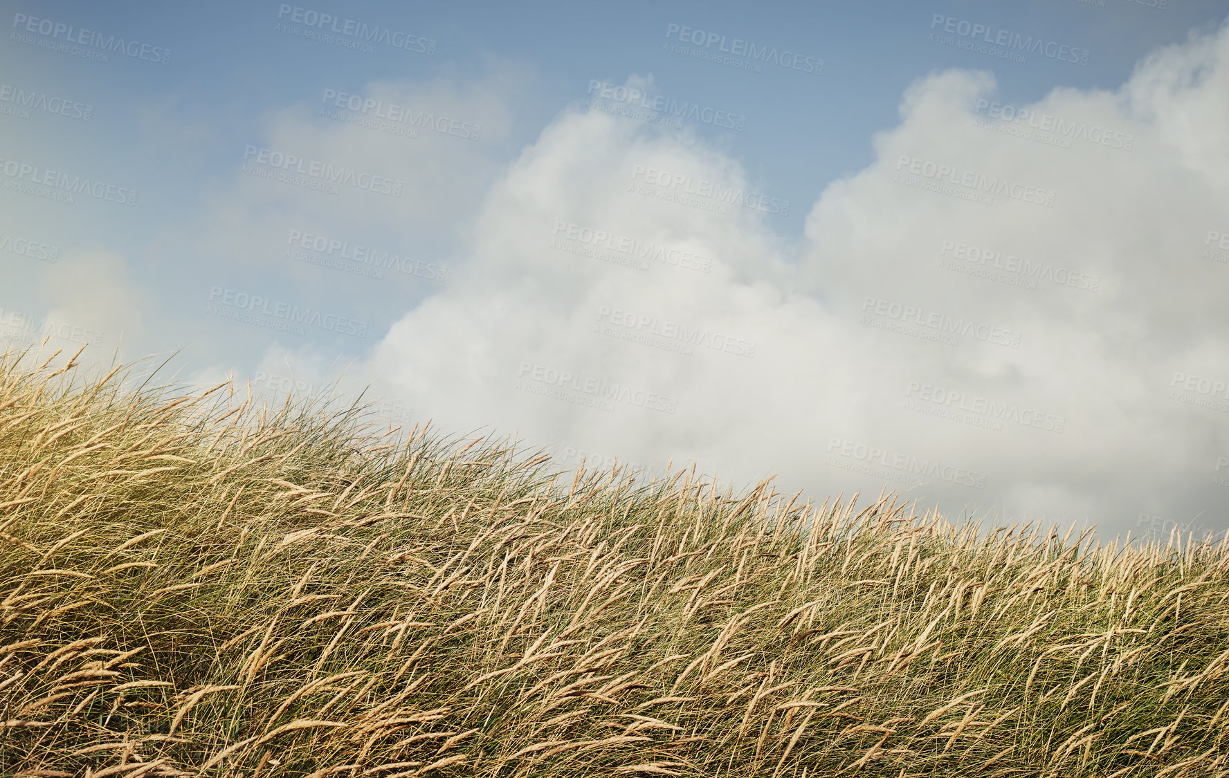 Buy stock photo Still life shot of a wheat field