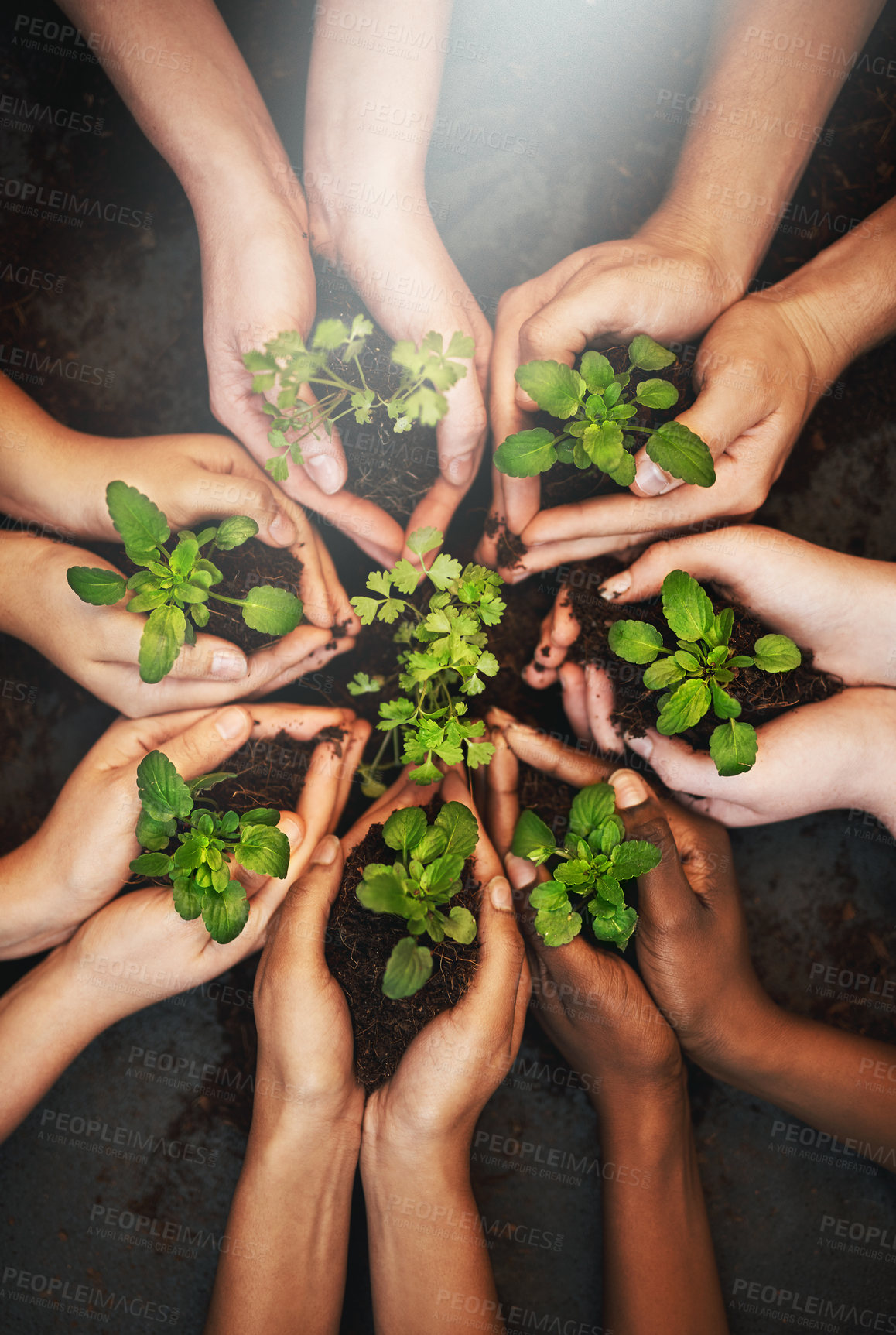 Buy stock photo Hands together, dirt and plants growth with sustainability and community work. People, top green leaf and environment project for gardening, farming and sustainable eco soil for agriculture leaves
