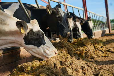 Buy stock photo Cropped shot of a herd of cattle eating on a diary farm