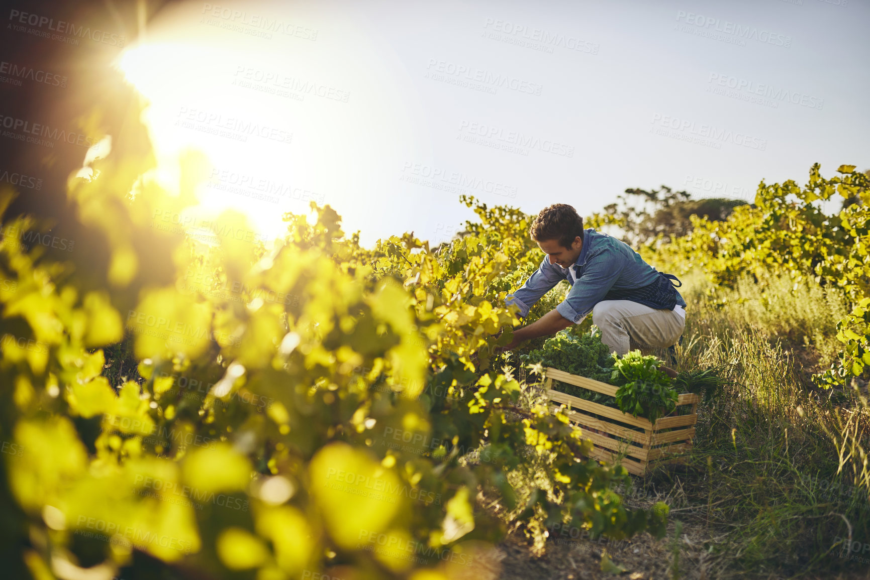 Buy stock photo Agriculture, farming and sustainability with man in field to harvest organic produce in season. Crate, growth and vegetation with farmer person outdoor in countryside for agro or agribusiness