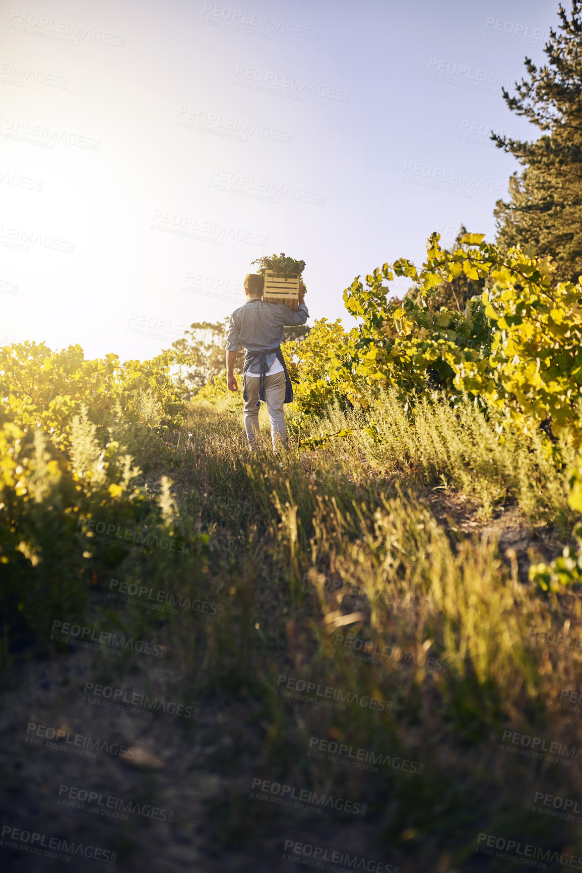 Buy stock photo Agriculture, field and back of man with crate, natural produce and organic food in countryside plants. Sustainability, agribusiness and farmer with box for eco farming, gardening and harvesting