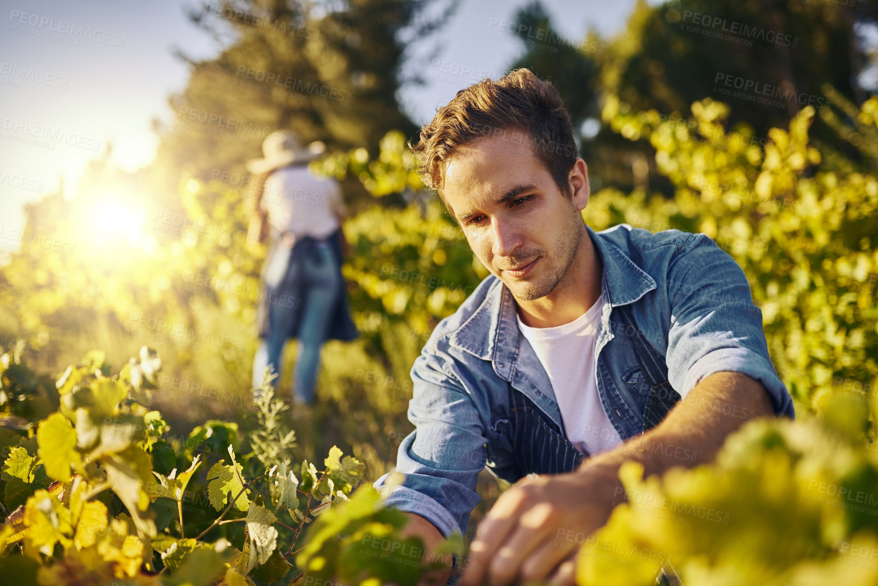 Buy stock photo Farmer, man and plants for growth, harvest and working in agriculture in sustainable business in Spain or Europe. Supplier or people farming or gardening with green vegetables for food supply chain