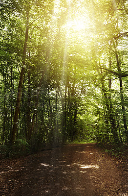 Buy stock photo Still life shot of a forest landscape