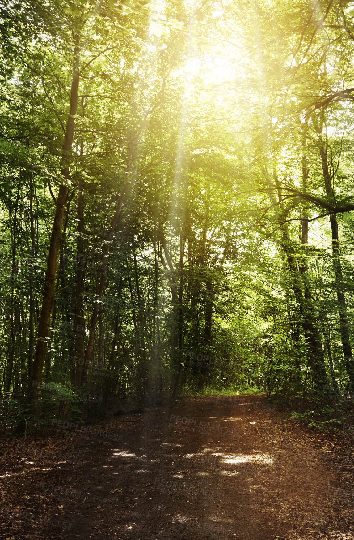 Buy stock photo Still life shot of a forest landscape