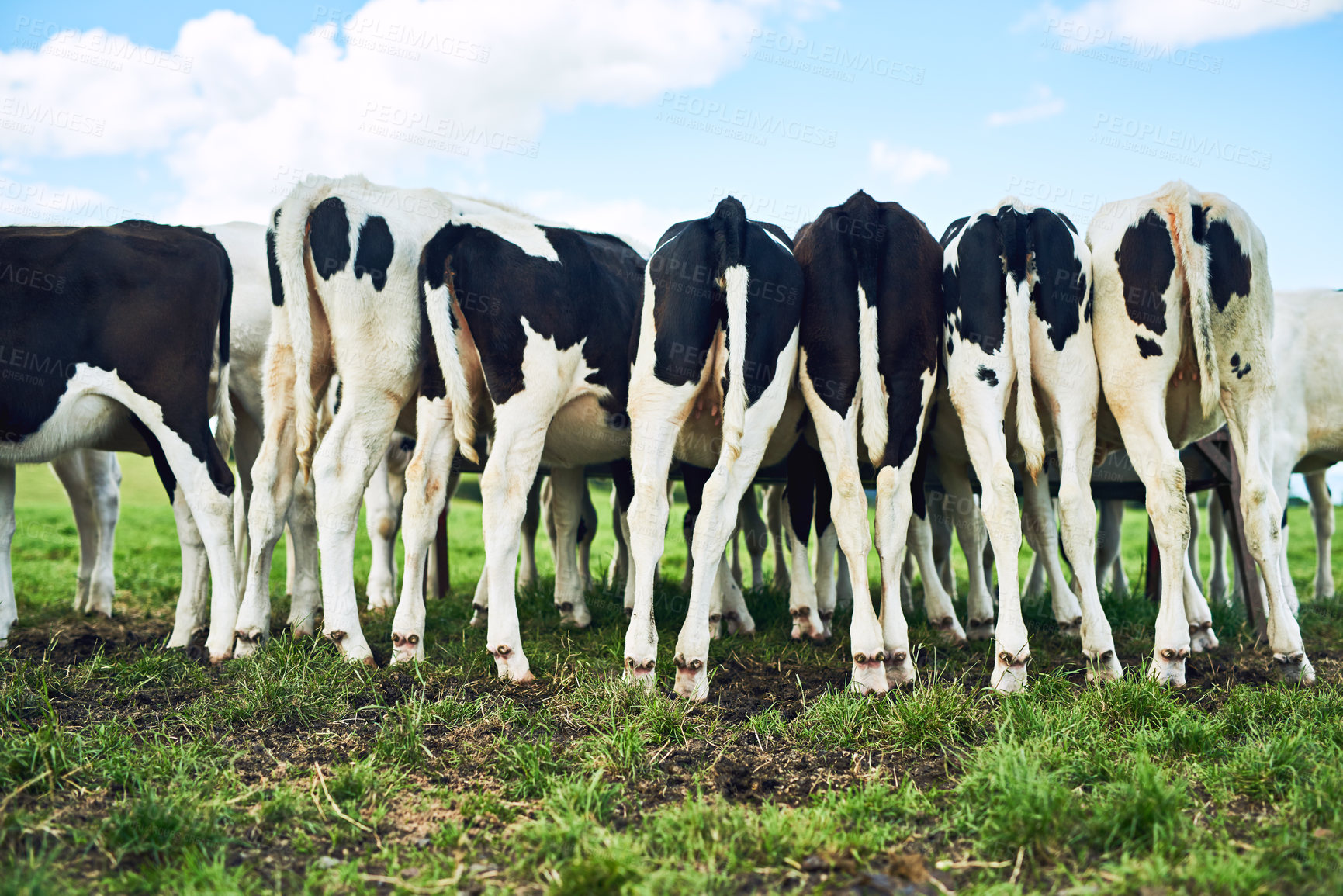 Buy stock photo Back, nature and cows on farm for eating, grazing and vegetation for nutrition in sustainable outdoor. Countryside, animals and cattle livestock in group for milk production, agriculture and growth