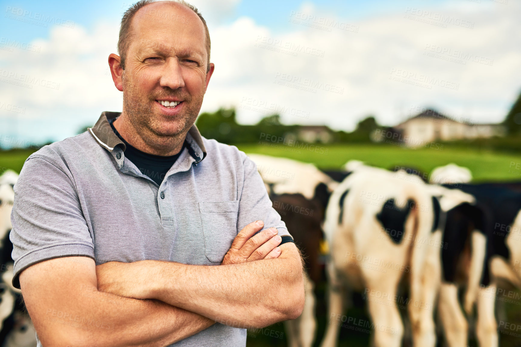 Buy stock photo Cow, farm or portrait of man farmer  with arms crossed in nature for livestock, business or supply chain startup. Agriculture, sustainability or worker with animals in countryside for carbon capture