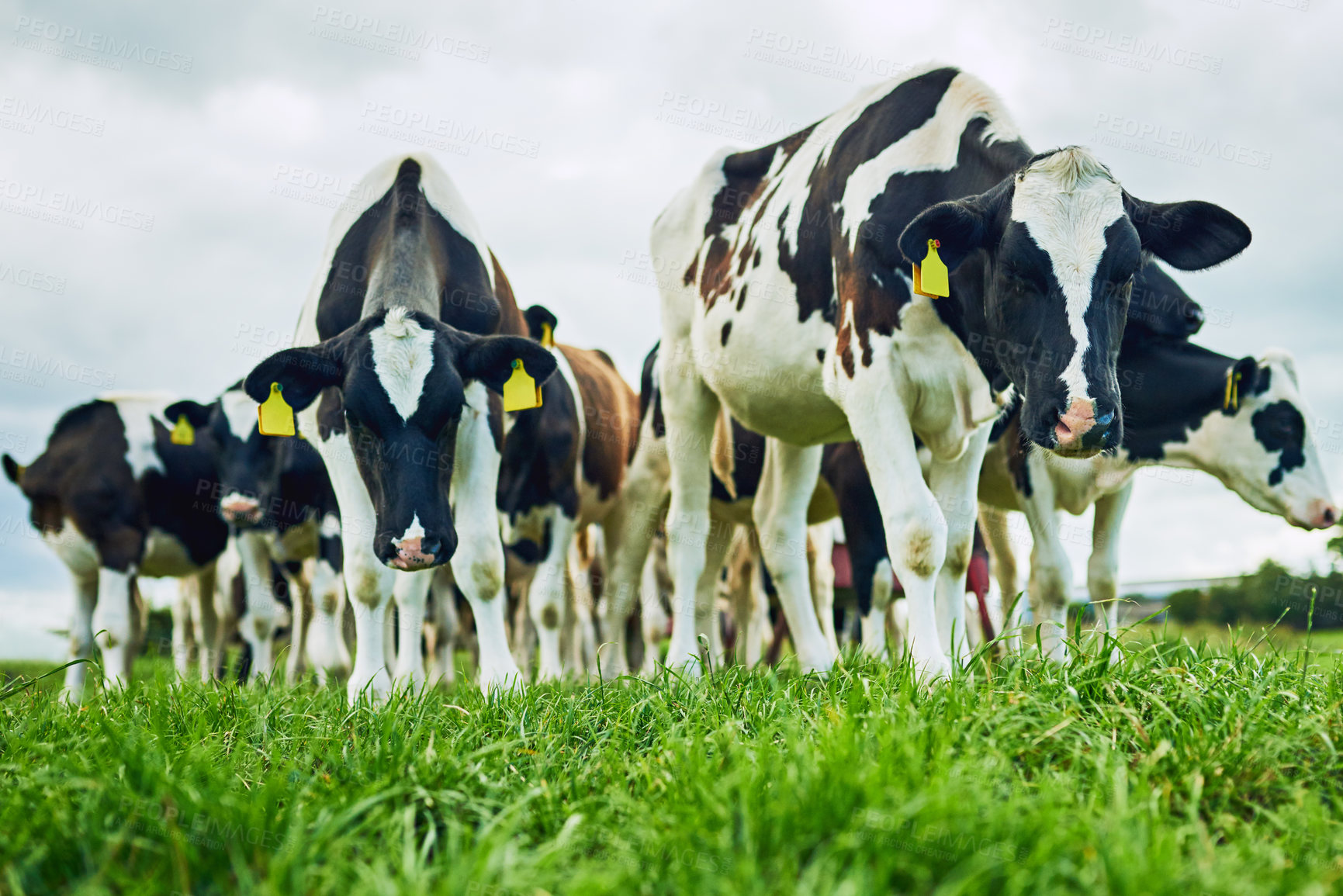 Buy stock photo Portrait, nature and cows in countryside for eating, grazing or vegetation for nutrition in sustainable outdoor. Farm, animals and cattle livestock in group for milk production, agriculture or growth