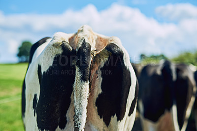 Buy stock photo Back, tail and cows in countryside for walking, grazing and vegetation for nutrition in sustainable outdoor. Farm, animals and cattle livestock in nature for milk production, agriculture and eating