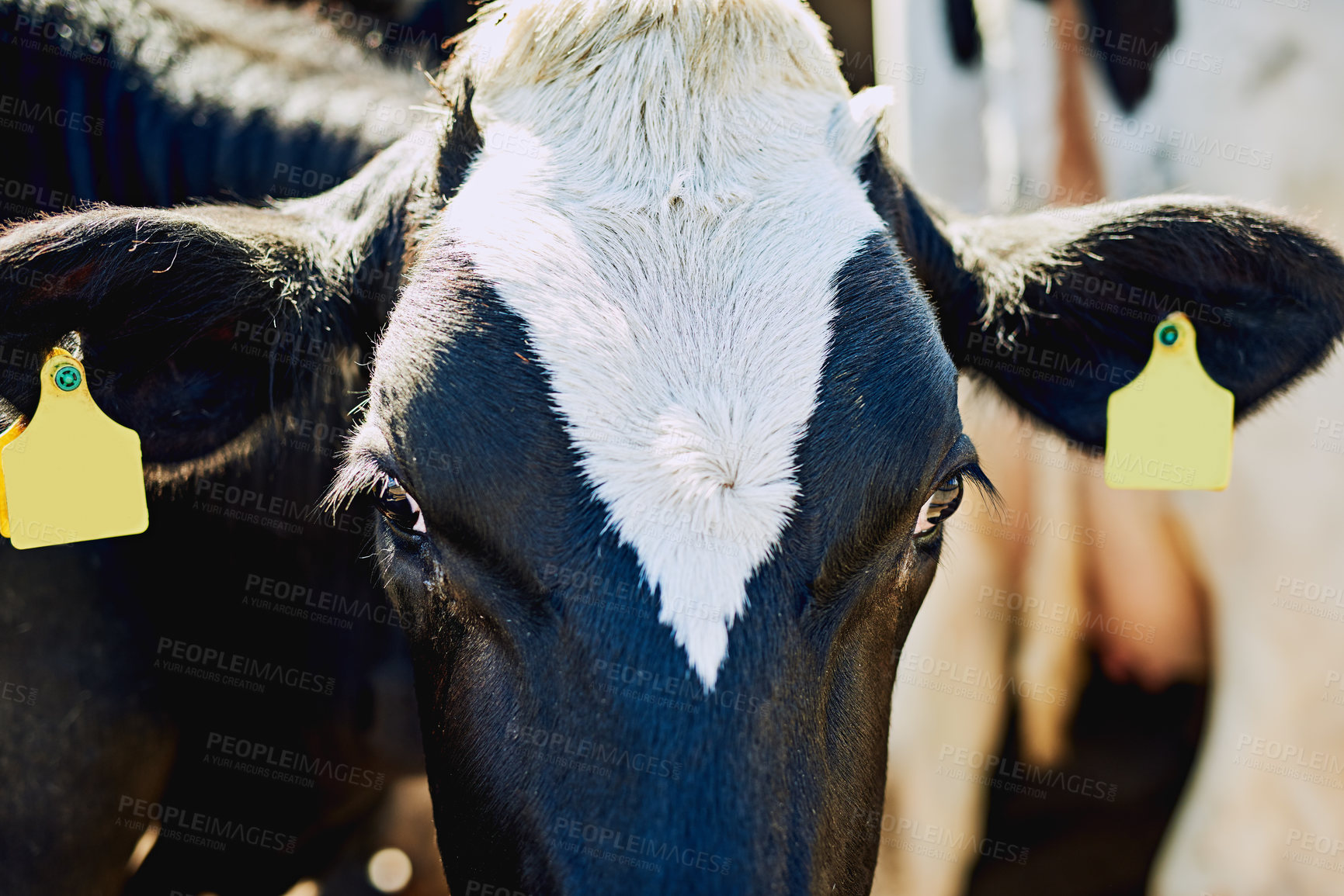 Buy stock photo Agriculture, face and tag with cow on farm for beef, cattle or dairy industry and sustainability. Conservation, environment and growth with portrait of animal in countryside for agribusiness