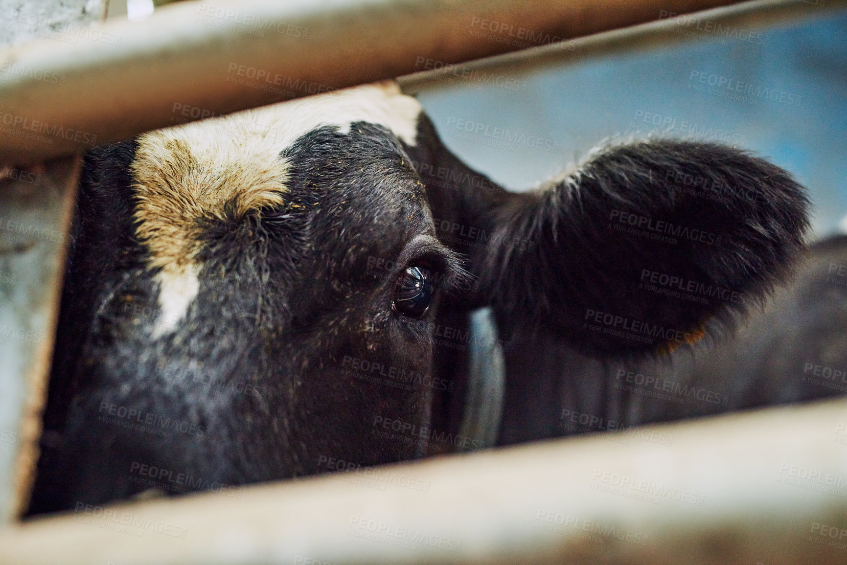 Buy stock photo Diary farm, face and cow with agriculture, sustainability and organic produce for small business. Empty, animal and nature with industry, cattle and carbon capture with livestock and eco friendly