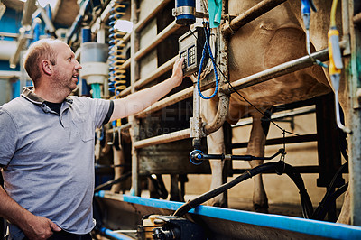 Buy stock photo Man, cows and farmer with machine, agriculture and livestock for milking, organic produce and natural. Person, entrepreneur and business owner with animals, industrial and eco friendly in factory