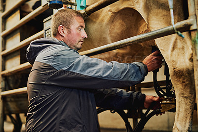 Buy stock photo Man, cows and farmer with machine, factory and livestock for milking, organic produce and natural. Person, entrepreneur and business owner with animals, agriculture and eco friendly with industry