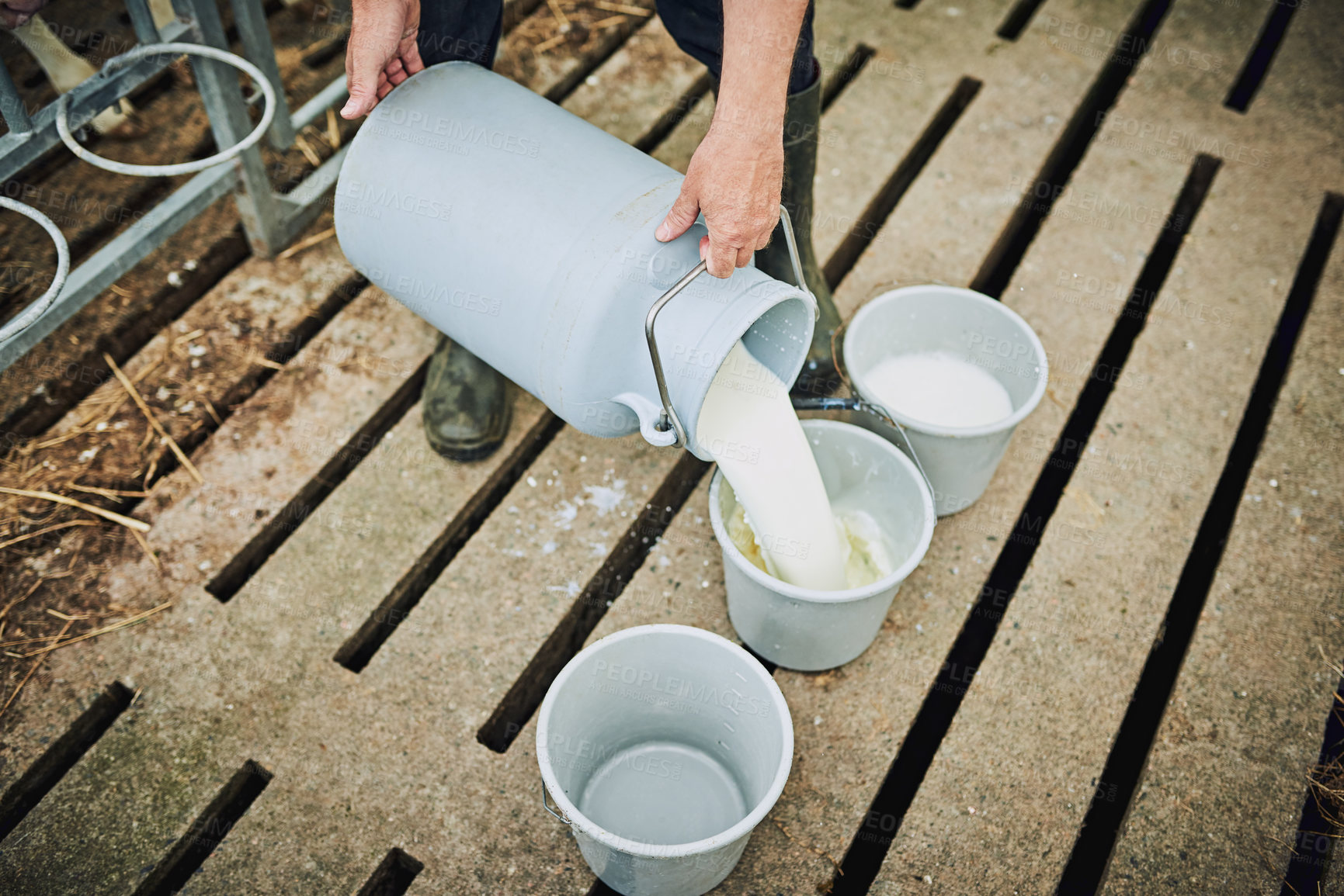 Buy stock photo Farm, hand and person with milk in bucket for process, food production or animal feed in barn. Health, farmer and cream in container for dairy product, manufacturing and sustainable small business