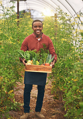 Buy stock photo Portrait, black man and smile with vegetables in box for eco friendly, cultivation and harvest in nature. Happy, worker and agriculture in greenhouse for sustainable, organic farming and production