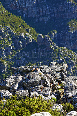 Buy stock photo A rocky mountainside landscape of Table Mountain National Park, Cape Town, South Africa on a summer's day. Lush green vegetation growing in between rocks and boulders on a nature reserve