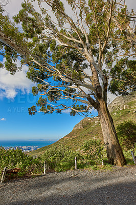 Buy stock photo A tall tree growing in Table Mountain National Park, Cape Town, South Africa. Surrounded by lush green grass and a scenic view of the blue ocean and clear sky during summer on a warm day outside