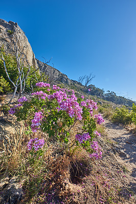 Buy stock photo Copyspace with scenic landscape of Table Mountain National Park, Cape Town, South Africa. Pink wild flowers thriving on a mountainside against a blue sky. Nature has many species of flora and fauna