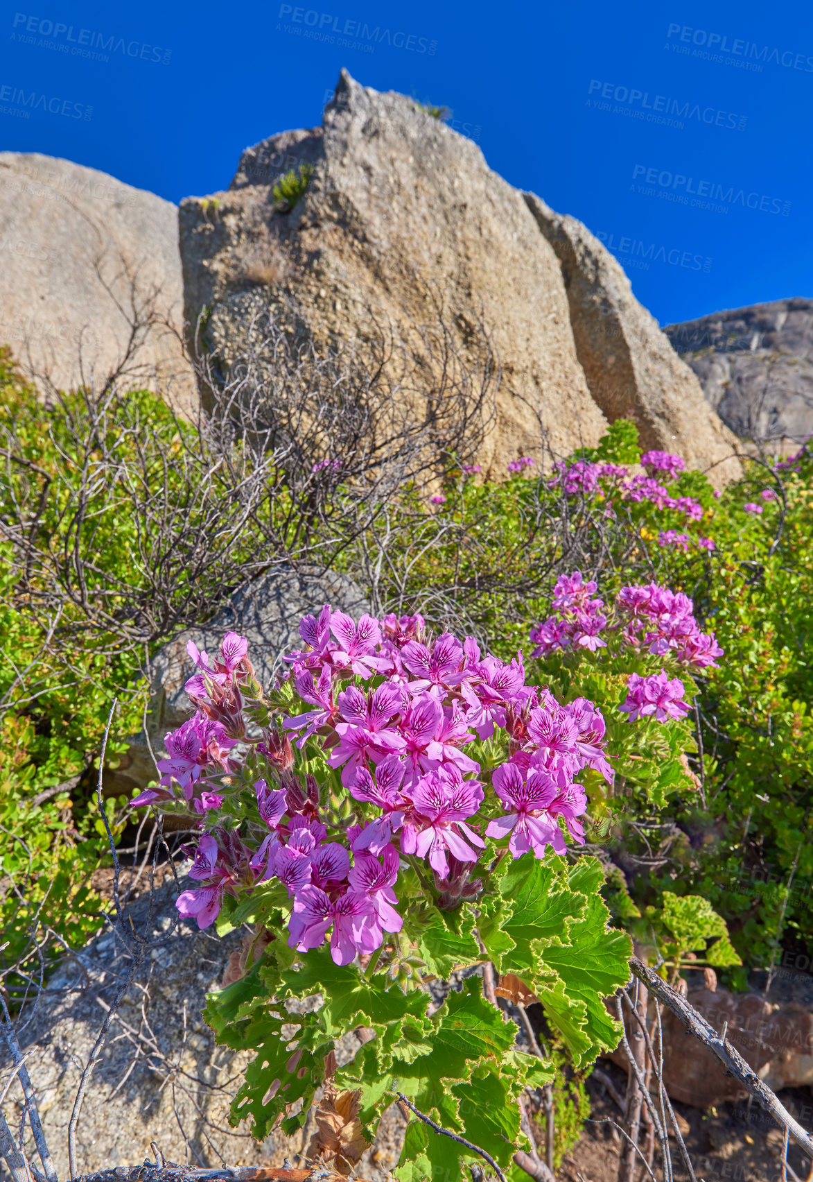 Buy stock photo Pink pelargonium cucullatum flowers blossoming and blooming on famous hiking and trekking trails in Table Mountain National Park, Cape Town, South Africa. Vibrant lush plant flowering on bush shrub